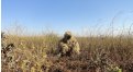 Маскировочный халат Taganrog Друид – купить по цене 3500 руб. в интернет-магазине в городе Тверь картинка 17